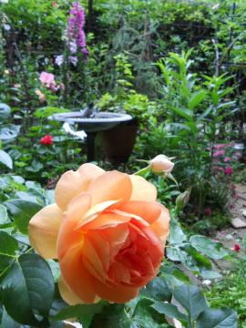 �p�b�g�E�I�[�X�`��