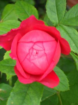 �x���W���~���u���e�����Q