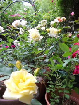 �䕗�̕��E�E�E�J�X�N�h�[��