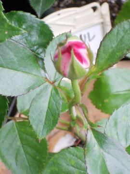 ��R�[���̑}����