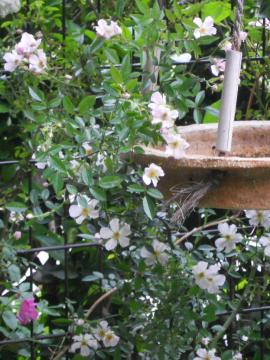 �a���̂������܂��E�E�E�̂���