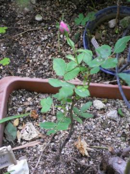 �����[�k�E�r�N�g���A�̑}����