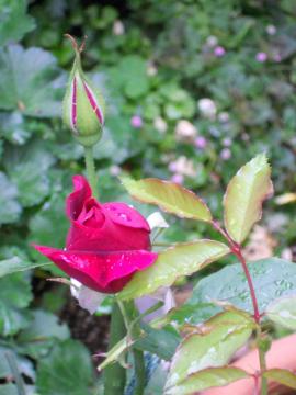 �p�p���C�������Q