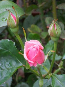 �N�C�[���E�G���U�x�X���Q