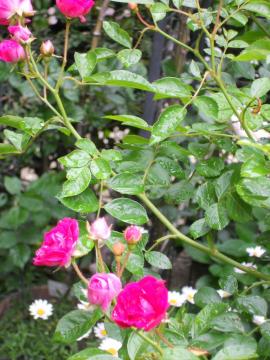 ��o���E�L���O