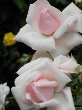 �j���[�E�h�[��