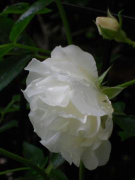 �J�~��̂�T�}�[�E�X�m�[