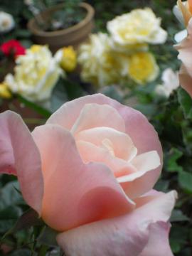 �J�X�N�h�[���ƃw�b�v�o�[��