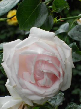 �j���[�h�[��