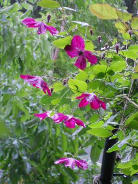 �J�̒��̃N���}�`�X