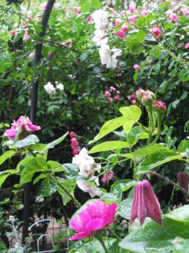 �N���}�`�X�ƃo�����ƃj���[�E�h�[��