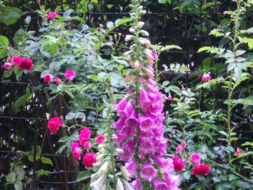 �W�L�^���X�Ƃ�o���E�L���O