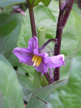 �Ȃ��т̉ԂЂƂ�