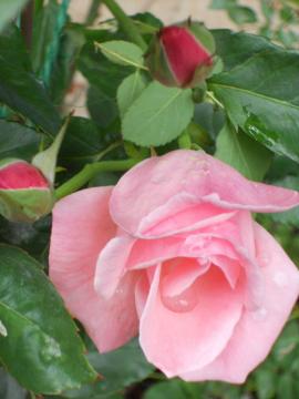 �N�C�[���G���U�x�X