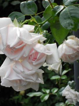 �j���[�h�[��