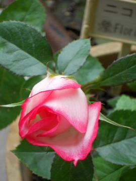 �}���؃j�R�[��