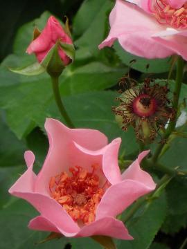 �f���f�B�E�x�X