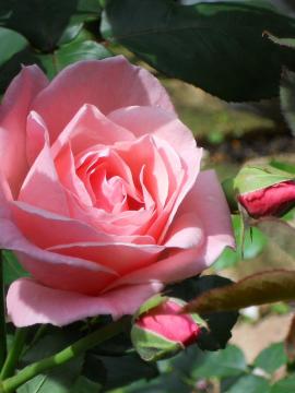 �N�C�[���E�G���U�x�X