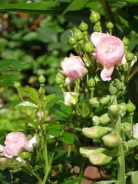 �U�E�t�F�A���[