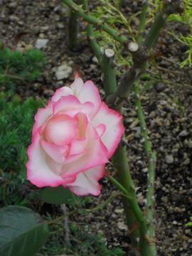 ���̍L��Ō�������R�[��