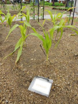 �g�E�����R�V