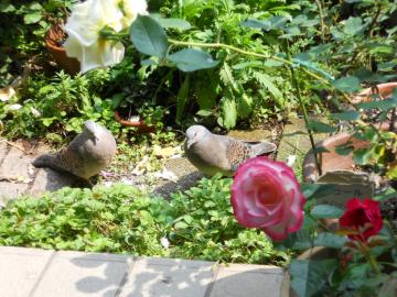 ���͂悤�n�g�F�I