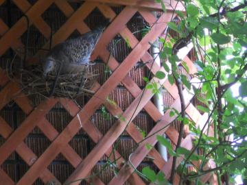 �n�g�̐�p���ȁI