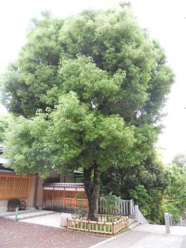 �o�肫���������ő傫�Ȗ�