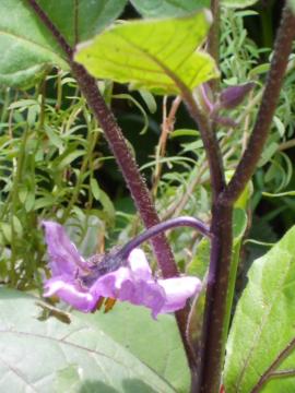 �Ȃ��̓�ԉ�