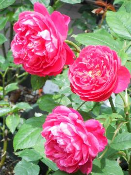 �x���W���~���u���e��