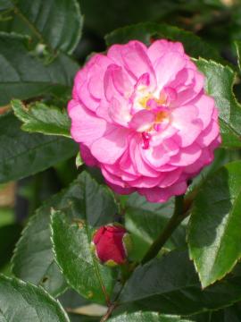 �G�N�Z�����g�t�H���V���[�x���g