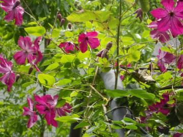 ���O��Y�ꂽ�N���}�`�X