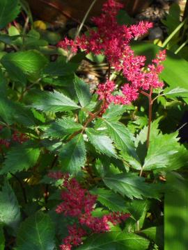 �A�X�`���x