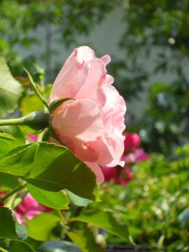 ���[�[���g���t�E�V���p���V���z�[�v