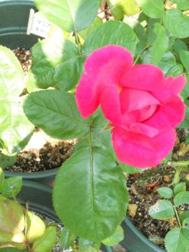 �}���A�E�J���X