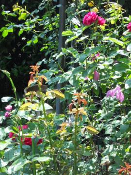 �o�����E�W���[�h�D�����̃V���[�g