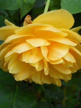 �O���n���g�[�}�X