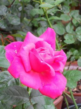 �}���A�J���X�S�J�I