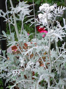 �����͔����e�I