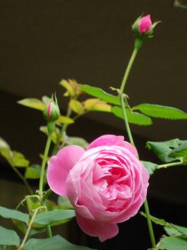 �����[�k�r�N�g���A