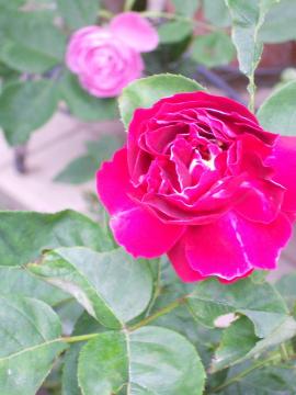 �o�����W���[�h�D����