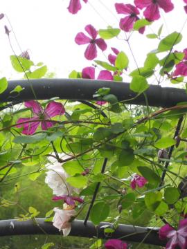 �j���[�h�[���ƃN���}�`�X