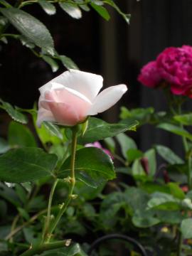 �j���[�h�[���Ђ�����ƁE�E�E