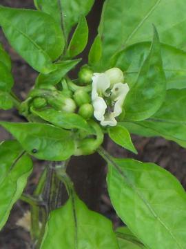 ���莛�F�g�E�K���V