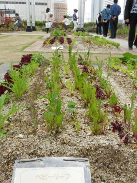 �x�r�[���[�t