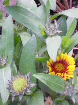 �T���h���[��