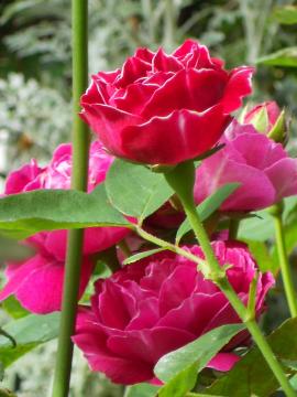 �o�����E�W���[�h�D�E����