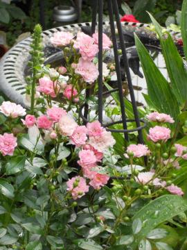 �J�オ��̃t�F�A���[