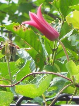 �N���}�`�X�F�v�����Z�X�E�_�C�A�i