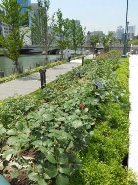 �쉈���A���̂Ԃ�ǁE���L���̑�